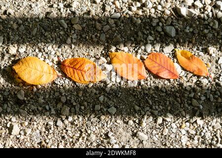 Der Herbst geht in einer Reihe zwischen zwei Schattenbändern aus Stockfoto