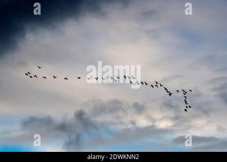 Silhouette eines Skein von etwa 40 Gänsen, die über North Norfolk fliegen. Stockfoto
