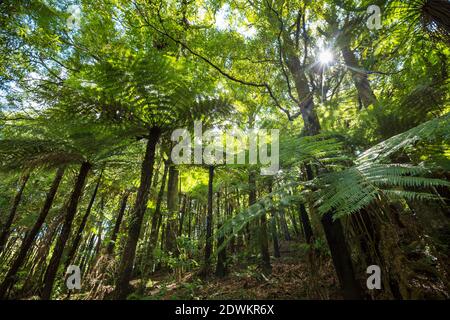 Tropischer Dschungel-Wald in Neuseeland. Grüner natürlicher Hintergrund Stockfoto