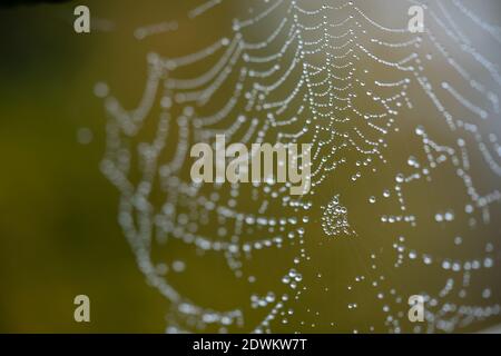 Spinnennetz im Herbst mit Tautropfen besetzt Stockfoto