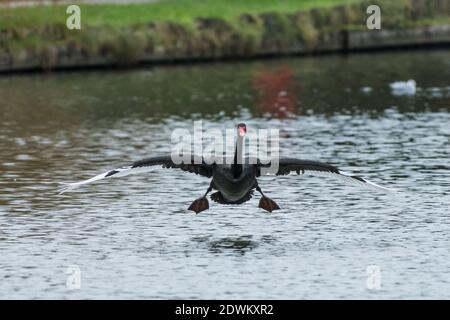 Ein schwarzer Schwan - Cygnus atratus landet auf der Oberfläche Eines Sees mit ausgestreckten Flügeln und weißem Primär Flügelfedern in Newquay in Cornw Stockfoto