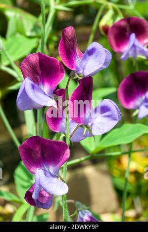 Süße Erbse 'Matucana' (Lathyrus odoratus) eine lila rote Frühlings-Sommerblüte, Stock Foto Bild Stockfoto