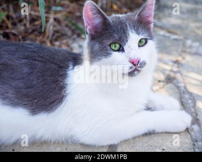 Schöne nicht-Stammbaum gestromte weiße und graue Katze mit leuchtend grünen Augen und rosa Ohren und Nase, die im Freien ruhen. Stockfoto