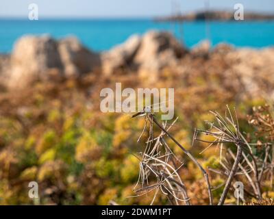 Nahaufnahme einer schönen Libelle, die auf einer trockenen Pflanze am felsigen Ufer des mittelmeers in der Nähe des Nissi-Strandes in Ayia Napa, Zypern, wächst. Stockfoto