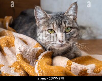 Nicht-Ahnentafel tabby graue Katze mit schönen grünen Augen liegen ruhig auf der Decke auf der Veranda eines Hochhauses. Stockfoto