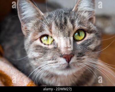 Nicht-Ahnentafel tabby graue Katze mit schönen grünen Augen liegen ruhig auf der Decke auf der Veranda eines Hochhauses. Stockfoto