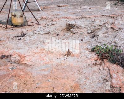 Kleine braune Eidechse kriecht entlang der felsigen Erde der Mittelmeerküste in Ayia Napa, Zypern. Stockfoto