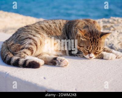 Nicht-Ahnentafel gestromte Katze mit geschlossenen Augen, die sich an der Strandpromenade in Ayia Napa ausruhen und entspannen kann. Stockfoto