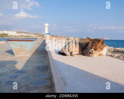 Nicht-Ahnentafel gestromte Katze mit geschlossenen Augen, die sich an der Strandpromenade in Ayia Napa ausruhen und entspannen kann. Leuchtturm und blaues Wasser am Horizont. Stockfoto