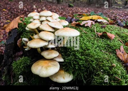 Kolonie von Pilzen in einem späten Herbst Wald mit gedämpften Farben Stockfoto