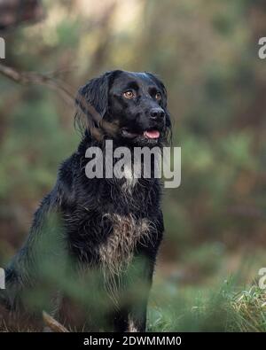 Spanador Hund Stockfoto