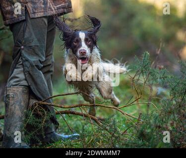 englisch springer Spaniel springt über einen Ast Stockfoto