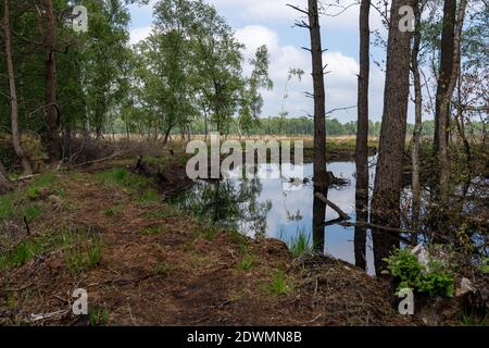 Moorlandschaften in Lüneburg Heide mit Baumwollgras, Zwickel-Baumwollgras oder ummanteltem Baumwollgras, Birken Stockfoto