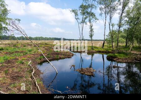 Moorlandschaften in Lüneburg Heide mit Baumwollgras, Zwickel-Baumwollgras oder ummanteltem Baumwollgras, Birken Stockfoto