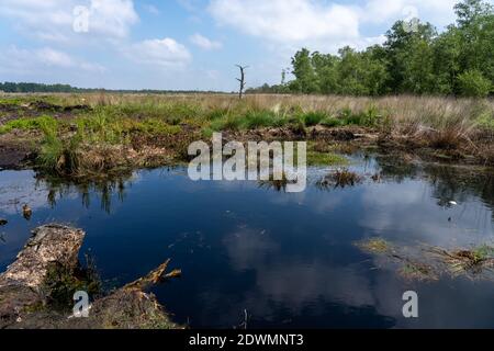 Moorlandschaften in Lüneburg Heide mit Baumwollgras, Zwickel-Baumwollgras oder ummanteltem Baumwollgras, Birken Stockfoto