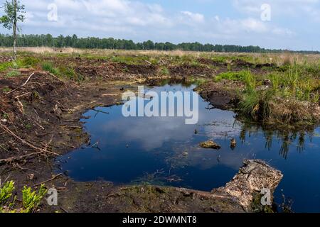 Moorlandschaften in Lüneburg Heide mit Baumwollgras, Zwickel-Baumwollgras oder ummanteltem Baumwollgras, Birken Stockfoto