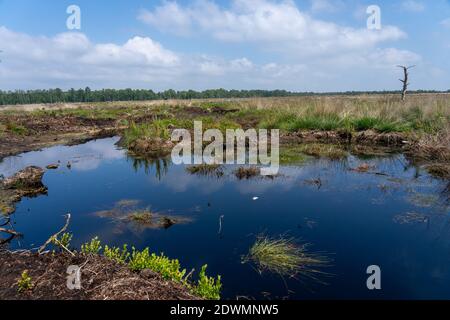 Moorlandschaften in Lüneburg Heide mit Baumwollgras, Zwickel-Baumwollgras oder ummanteltem Baumwollgras, Birken Stockfoto