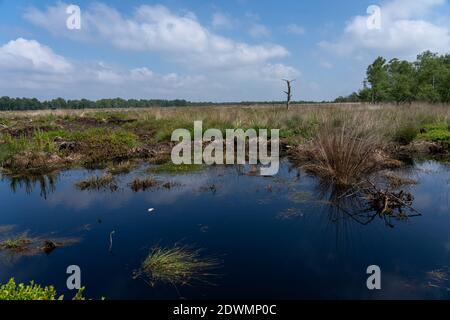 Moorlandschaften in Lüneburg Heide mit Baumwollgras, Zwickel-Baumwollgras oder ummanteltem Baumwollgras, Birken Stockfoto