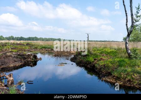 Moorlandschaften in Lüneburg Heide mit Baumwollgras, Zwickel-Baumwollgras oder ummanteltem Baumwollgras, Birken Stockfoto