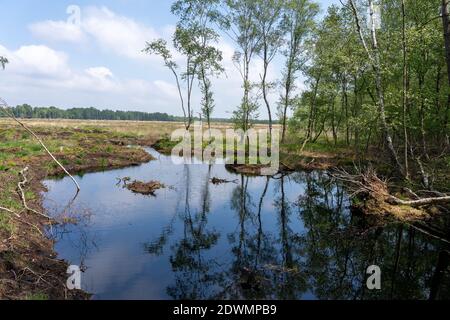 Moorlandschaften in Lüneburg Heide mit Baumwollgras, Zwickel-Baumwollgras oder ummanteltem Baumwollgras, Birken Stockfoto