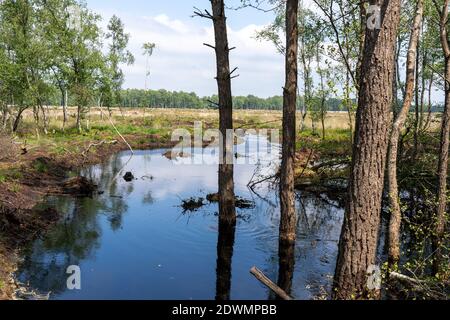 Moorlandschaften in Lüneburg Heide mit Baumwollgras, Zwickel-Baumwollgras oder ummanteltem Baumwollgras, Birken Stockfoto