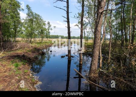 Moorlandschaften in Lüneburg Heide mit Baumwollgras, Zwickel-Baumwollgras oder ummanteltem Baumwollgras, Birken Stockfoto