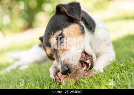 Der kleine süße Jack Russell Terrier Hund isst einen Knochen mit Fleisch und kaut im Freien Stockfoto