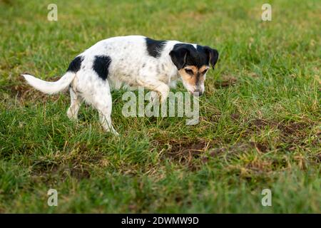 Jack Russell Terrier Hund wartet vor einem Mauseloch in einer Wiese Stockfoto