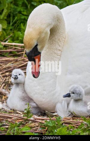 Muter Schwan (Cygnus olor) frisch geschlüpfte Küken, die im gemütlichen und warmen Federbett der Mutter, Heidelberg, Baden-Württemberg, Deutschland, ruhen Stockfoto