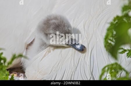 Muter Schwan (Cygnus olor) frisch geschlüpfte Küken, die im gemütlichen und warmen Federbett der Mutter, Heidelberg, Baden-Württemberg, Deutschland, ruhen Stockfoto