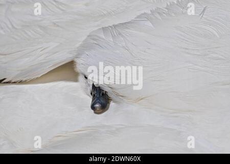 Muter Schwan (Cygnus olor) frisch geschlüpftes Küken ruht im gemütlichen und warmen Federbett der Mutter, teilweise versteckt hinter Feder, Heidelberg, Baden-Wuerttemb Stockfoto