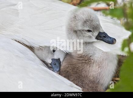 Muter Schwan (Cygnus olor) frisch geschlüpfte Küken, die im gemütlichen und warmen Federbett der Mutter, Heidelberg, Baden-Württemberg, Deutschland, ruhen Stockfoto