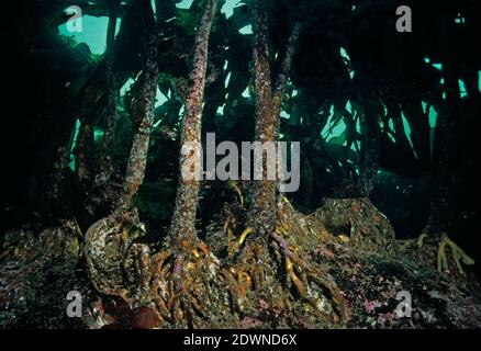 Kelp (Laminaria hyperborea) Wald unter Wasser, Großbritannien. Stockfoto