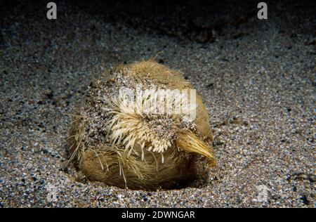 Gewöhnlicher Herzurchin (Echinocardium cordatum) oder Meerkartoffel unter Wasser, Großbritannien. Stockfoto