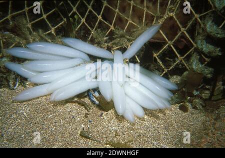 Eier des gemeinsamen oder europäischen Tintenfischs (Loligo vulgaris) unter Wasser, Großbritannien. Stockfoto