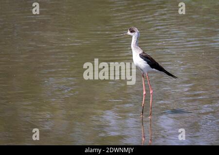 Bild von Schwarzflügelflügelflügeln (Himantopus himantopus) suchen Nahrung. Vogel. Wilde Tiere. Stockfoto