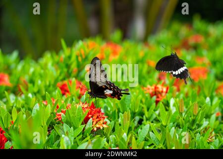 Unglaublich schöner Tag tropischer Schmetterling Papilio maackii bestäubt Blumen. Schwarz-weißer Schmetterling trinkt Nektar aus Blumen. Farben und Schönheit von Stockfoto