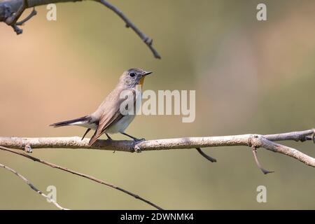 Bild von Taiga Flycatcher oder Rotkehlchen-Flycatcher-Vogel (Ficedula albicilla) auf einem Baumzweig auf Naturhintergrund. Vögel. Tier. Stockfoto