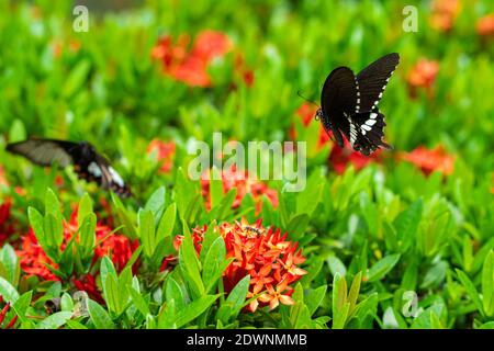 Unglaublich schöner Tag tropischer Schmetterling Papilio maackii bestäubt Blumen. Schwarz-weißer Schmetterling trinkt Nektar aus Blumen. Farben und Schönheit von Stockfoto