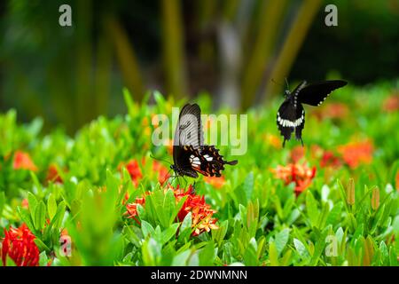 Unglaublich schöner Tag tropischer Schmetterling Papilio maackii bestäubt Blumen. Schwarz-weißer Schmetterling trinkt Nektar aus Blumen. Farben und Schönheit von Stockfoto