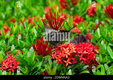 Unglaublich schöner Tag tropischer Schmetterling Papilio maackii bestäubt Blumen. Schwarz-grüner Schmetterling trinkt Nektar aus Blumen. Farben und Schönheit von Stockfoto