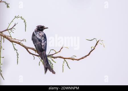 Bild von schwarzem Drongo (Dicrurus macrocercus) auf einem Baumzweig auf Naturhintergrund. Vögel. Tier. Stockfoto