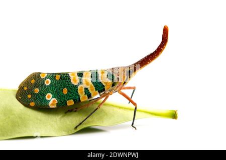 Bild von Pyrops candelaria oder Laterne Fly auf weißem Hintergrund. Fehler, Insekt. Stockfoto