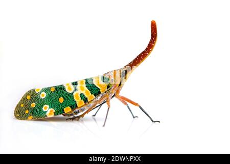 Bild von Pyrops candelaria oder Laterne Fly auf weißem Hintergrund. Fehler, Insekt. Stockfoto