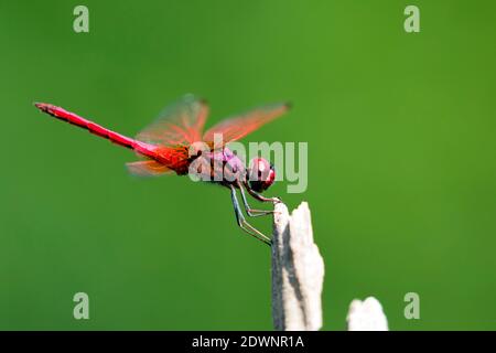 Bild der Libelle auf einem Baum Zweig auf Naturhintergrund thront. Stockfoto