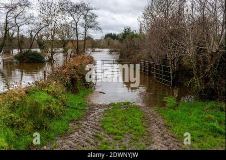 Caheragh, West Cork, Irland. Dezember 2020. Nach einer Nacht mit sintflutartigen Regenfällen platzte der Fluss Ilen heute Morgen in Caheragh, nahe Skibbereen, an seine Ufer und verursachte viele Bauernfelder zu überschwemmen. Quelle: AG News/Alamy Live News Stockfoto