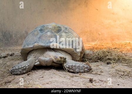 Bild einer Schildkröte auf dem Boden. (Geochelone sulcata) Reptil. Stockfoto