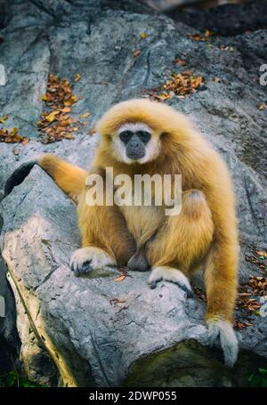 Bild eines Gibbons, der auf Felsen sitzt. Wilde Tiere. Stockfoto