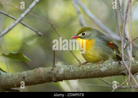 Eine selektive Fokusaufnahme eines Rotschnabel-Leiothrix-Vogels in der Vogelperspektive Auf einem Baum Stockfoto