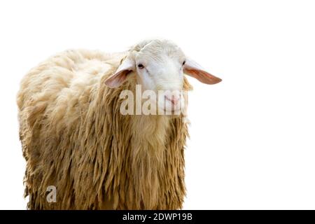 Bild von einem Schaf auf weißem Hintergrund. Nutztiere. Stockfoto